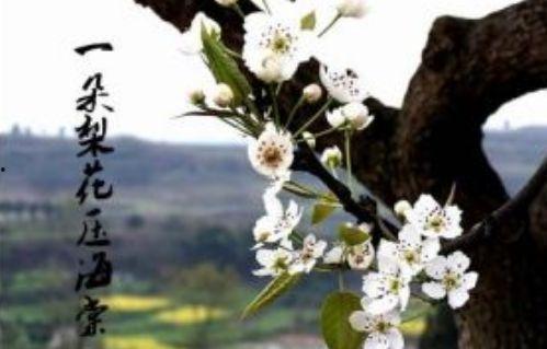 一树梨花压海棠在线观看,穿越时空的浪漫邂逅